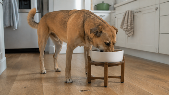 Dog eating from a stable raised bowl in an ordinary home kitchen