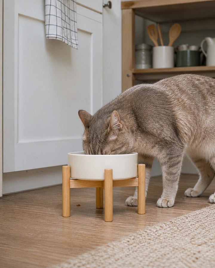 Cat eating from a raised bowl in a home kitchen