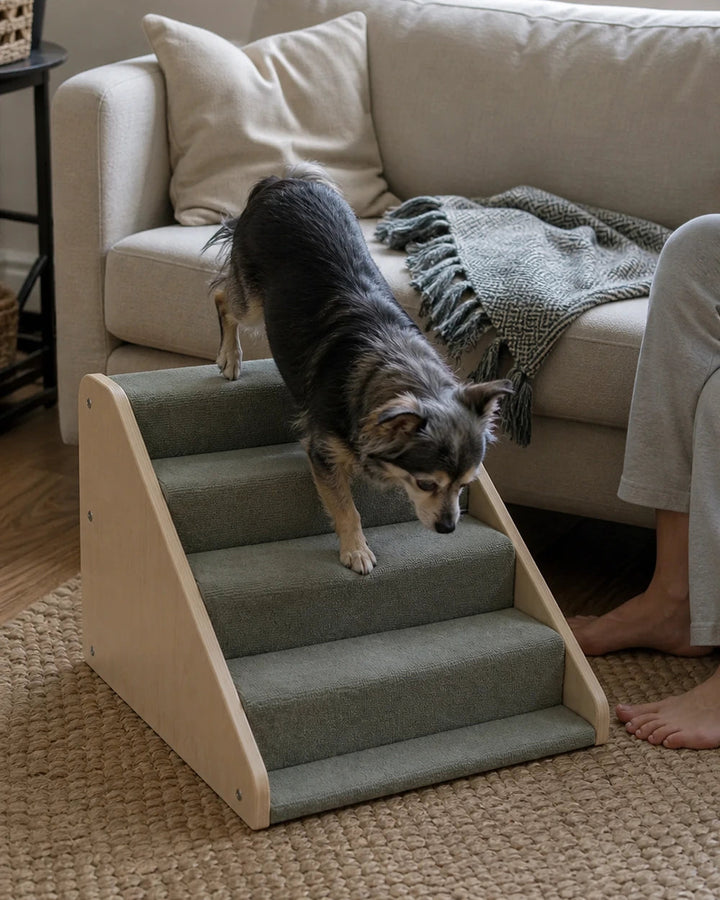 Dog using stable pet stairs beside a sofa at home