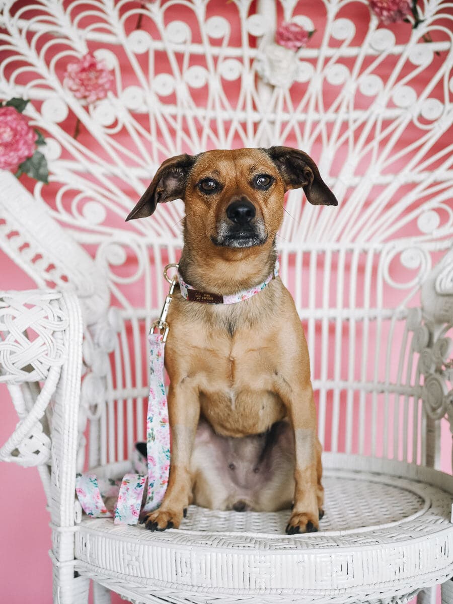 Isabella dog leash — additional photo 4