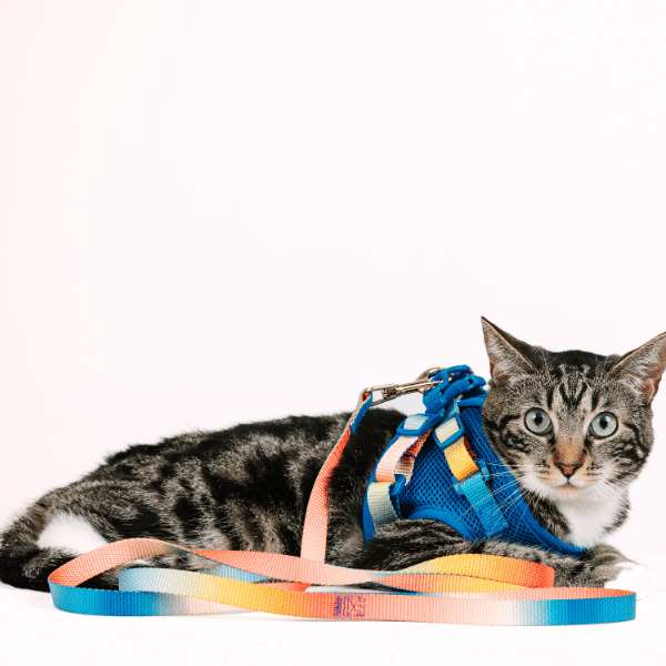 Atlas cat harness and leash set — additional photo 16