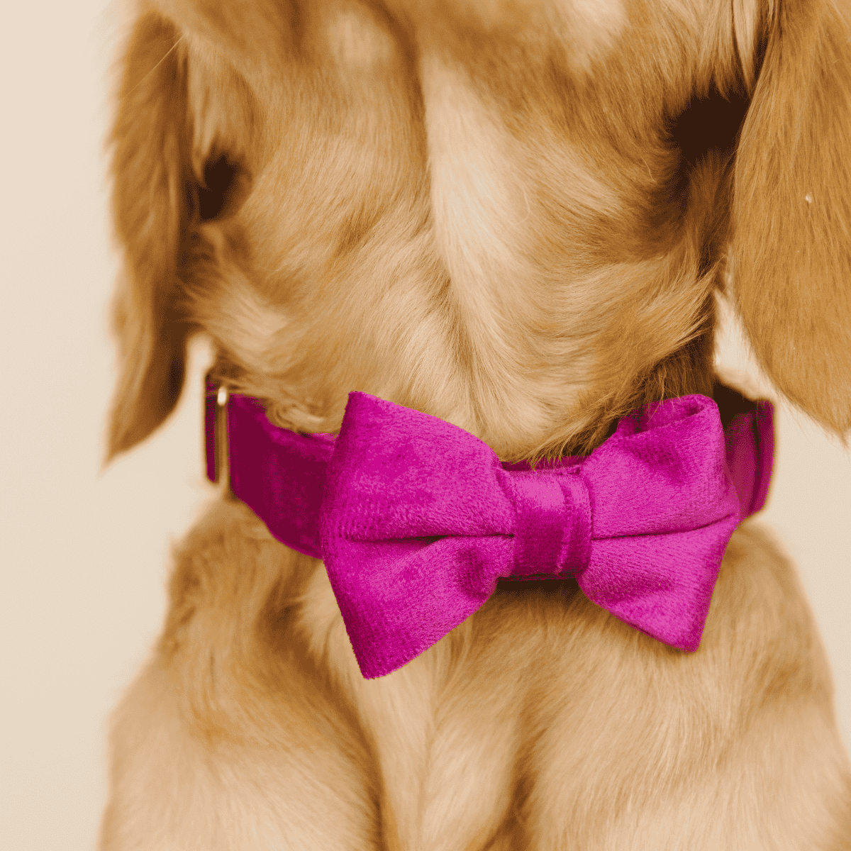 August dog bow tie — additional photo 4