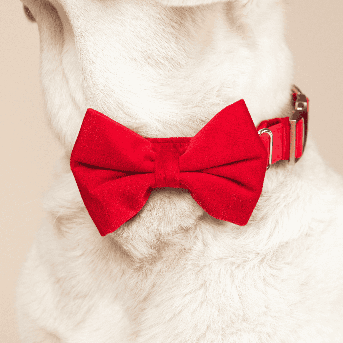 Blaze dog bow tie — additional photo 4