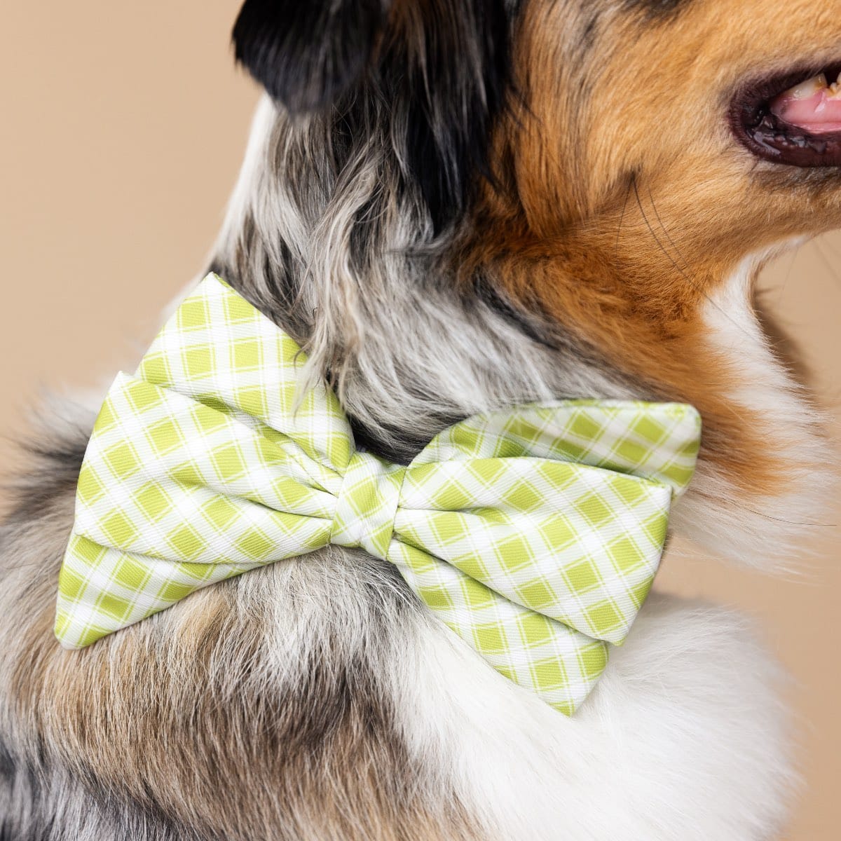 Bryce dog babe bow — additional photo 4