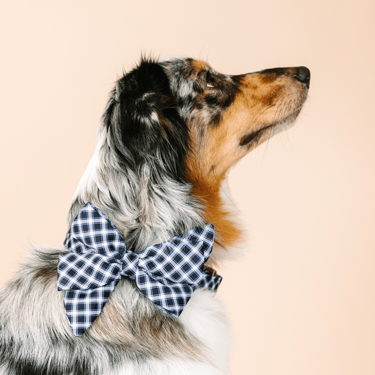 Leighton dog babe bow — additional photo 4