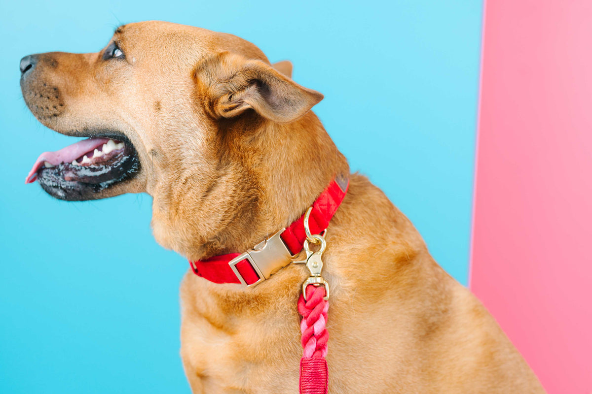 Blaze dog collar — additional photo 7