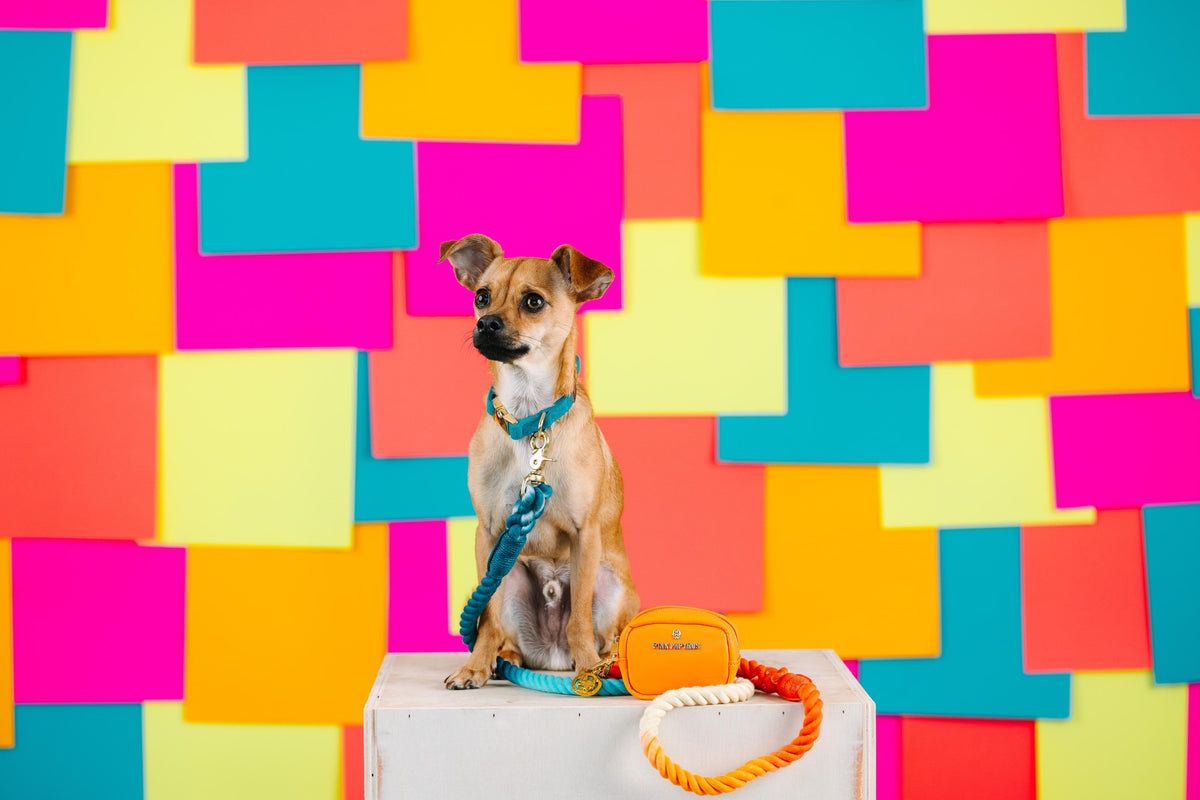 Beau rope dog leash — additional photo 9