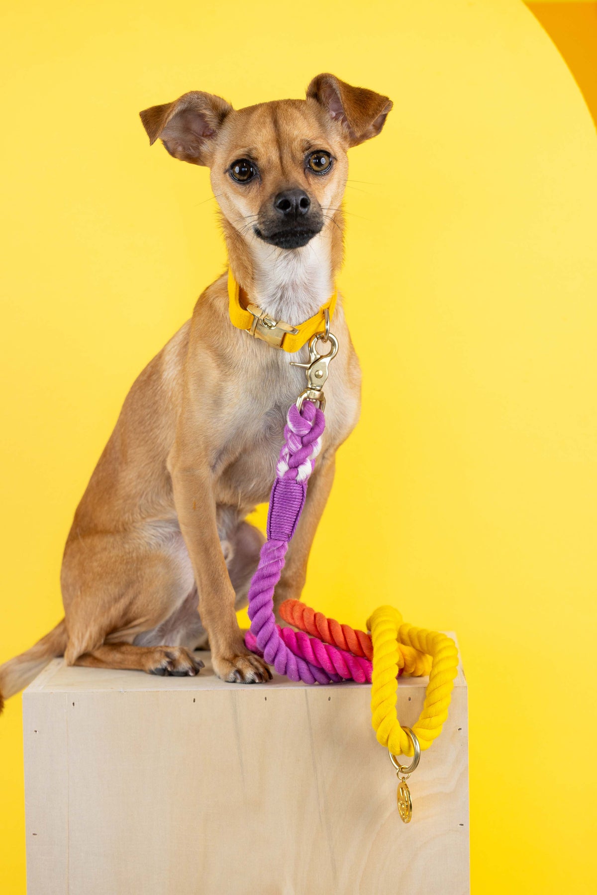 Roxy rope dog leash — additional photo 9