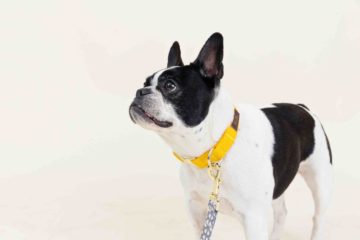 Nova dog collar — additional photo 8