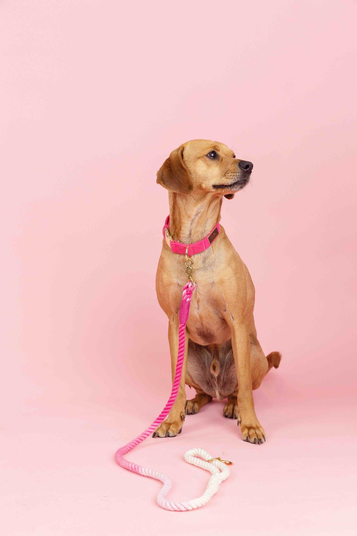 Maggie rope dog leash — additional photo 6