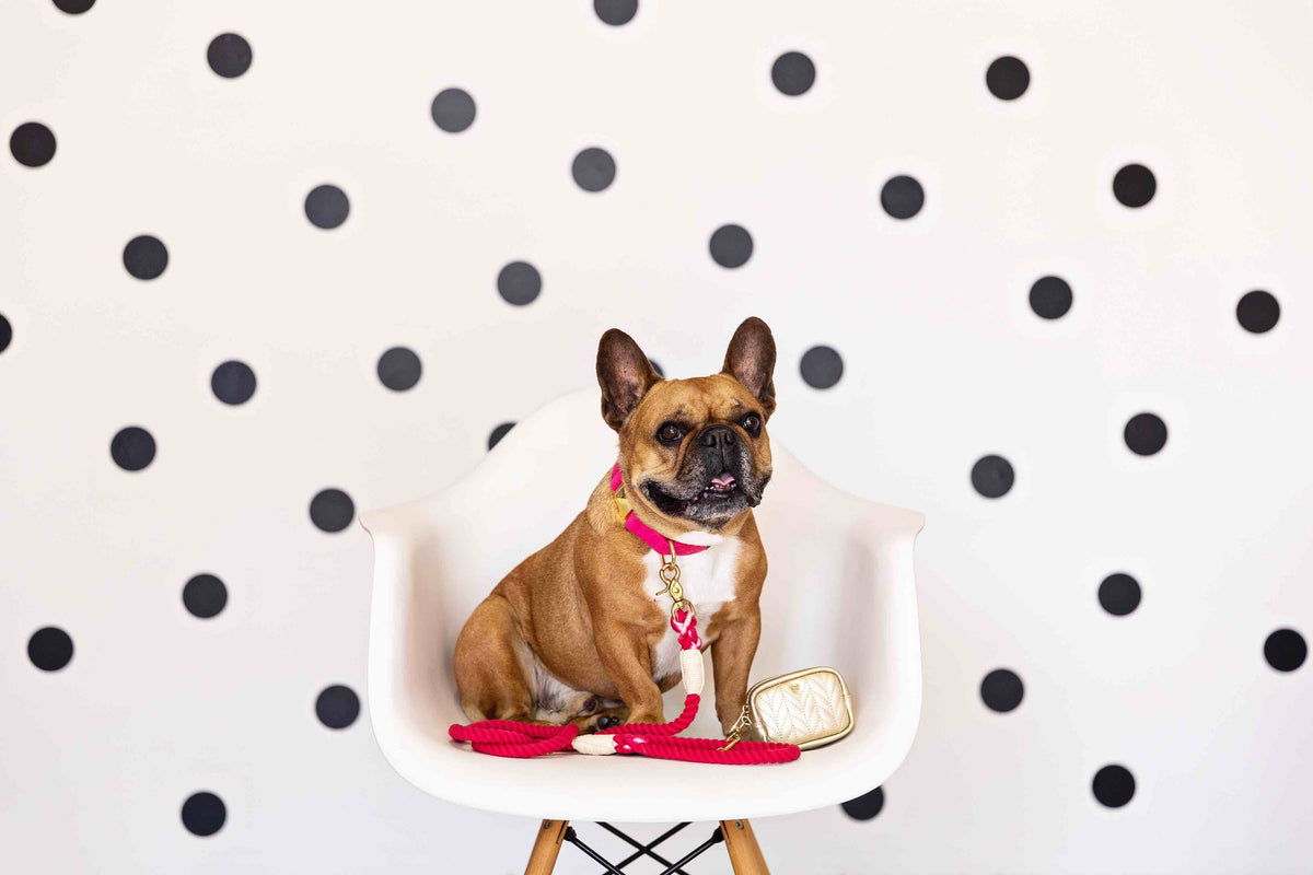Aria treat pouch and poop bag holder — additional photo 6
