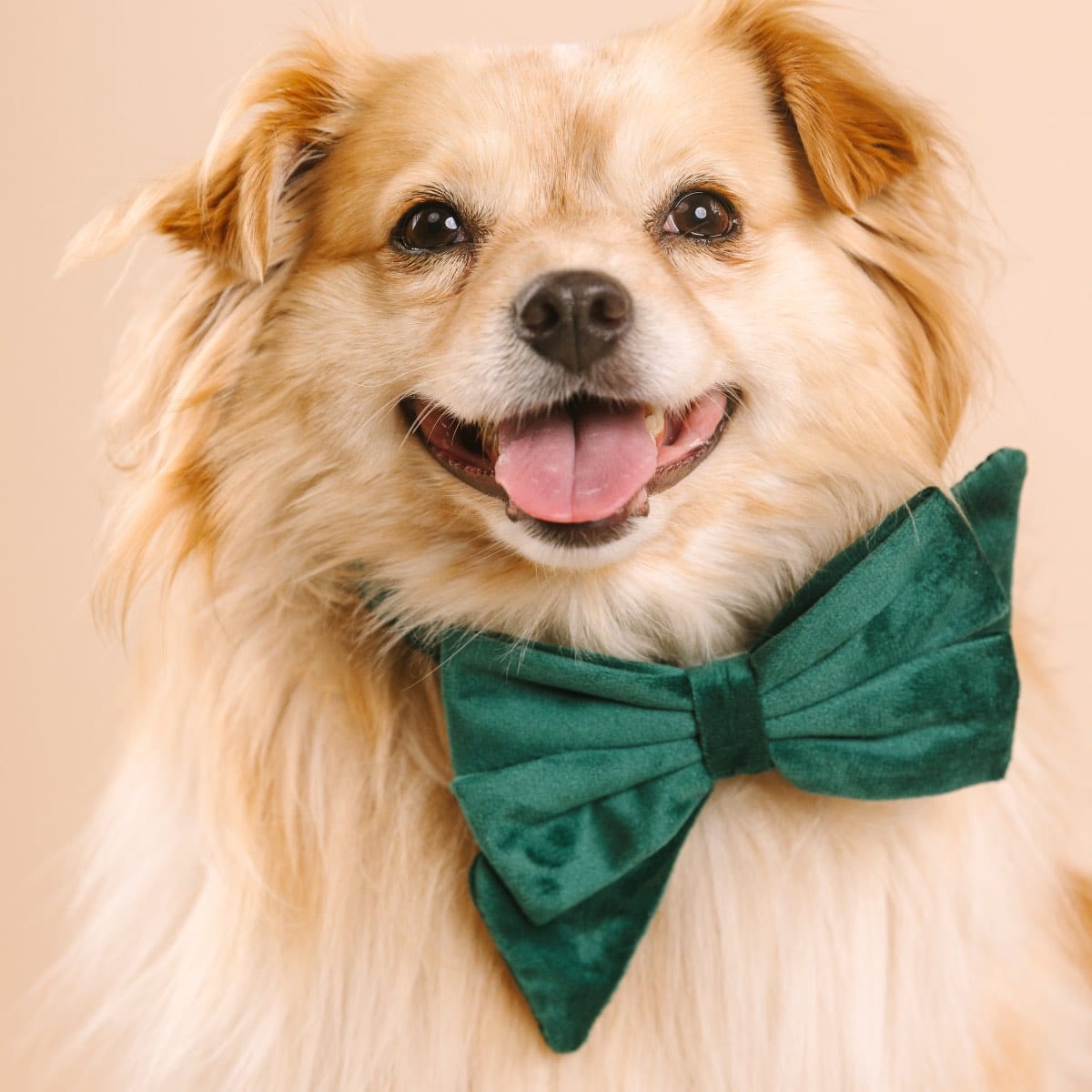 Rue dog babe bow — additional photo 4