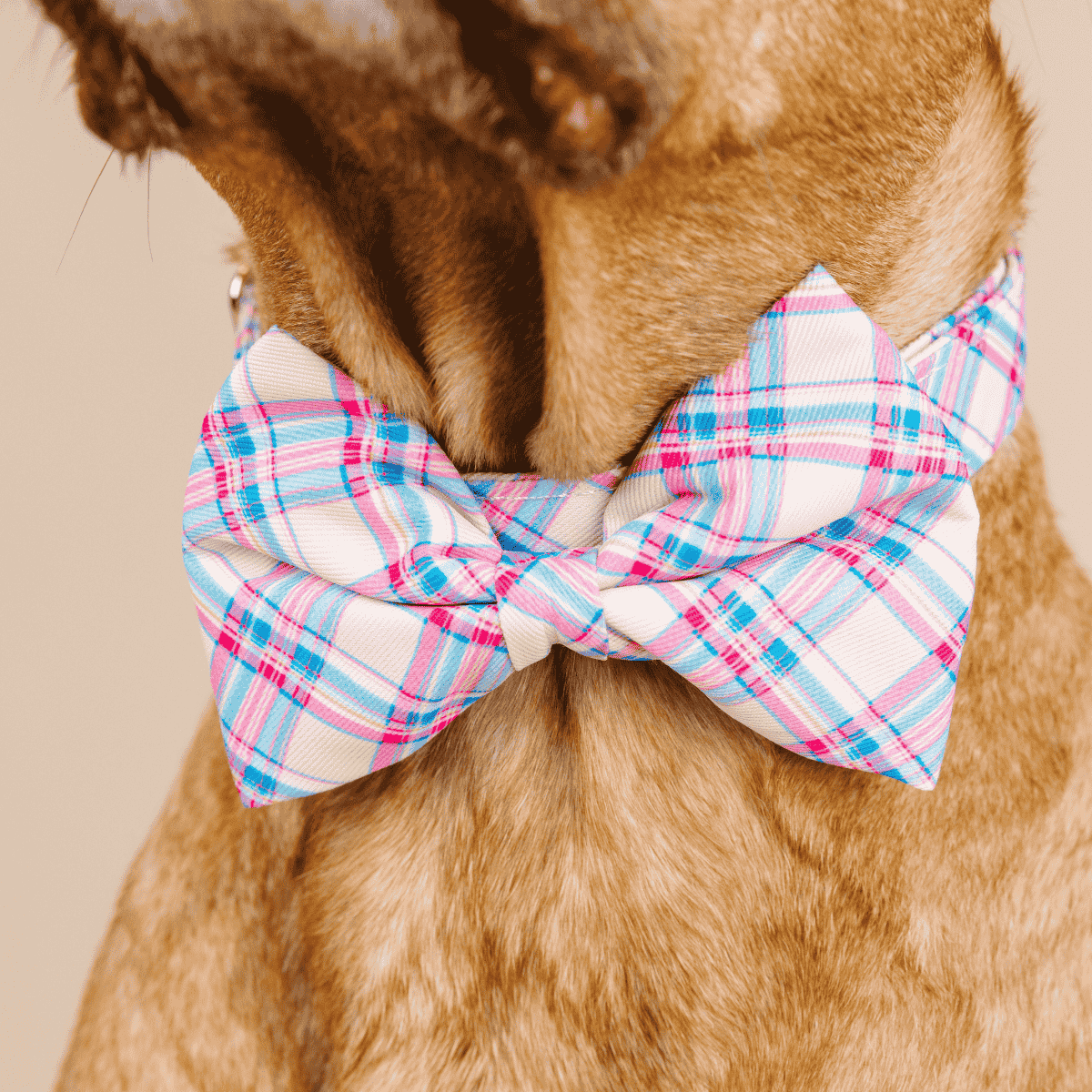 Whitley dog bow tie — additional photo 4