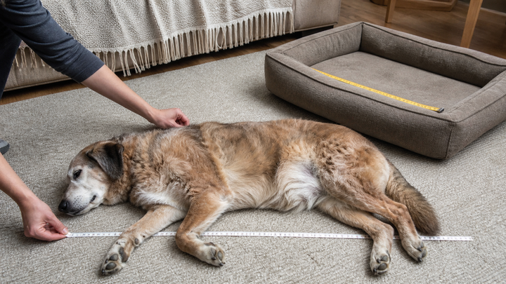 Senior dog resting naturally while an owner measures sleeping length beside a dog bed