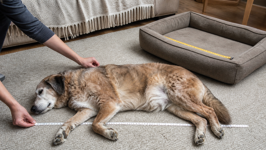 Senior dog resting naturally while an owner measures sleeping length beside a dog bed