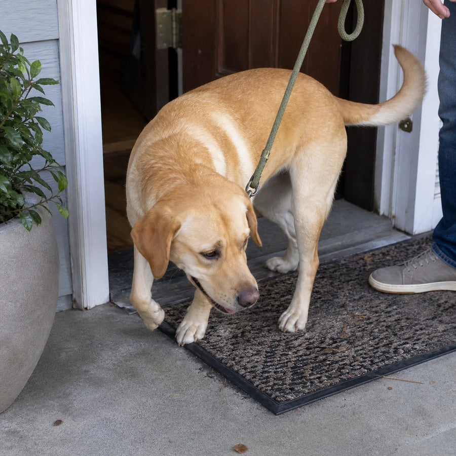 Dog returning home after a walk