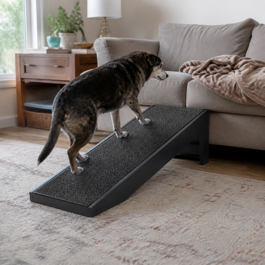 Older dog using a wide textured ramp to reach a sofa