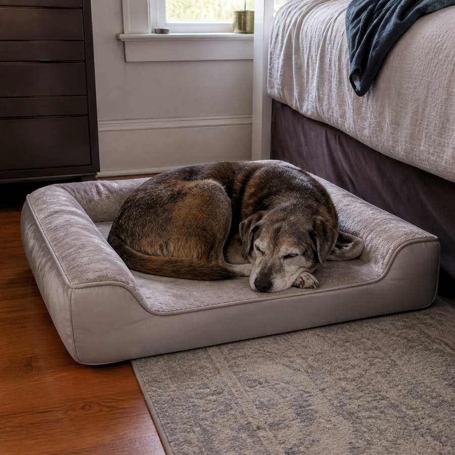 Older dog resting on a low-entry bed in a lived-in bedroom