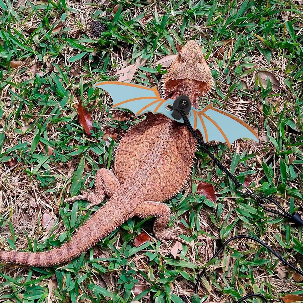 Bearded Dragon Harness with Wings