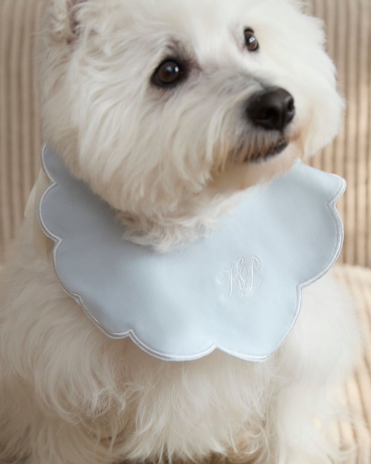 Camille Collar