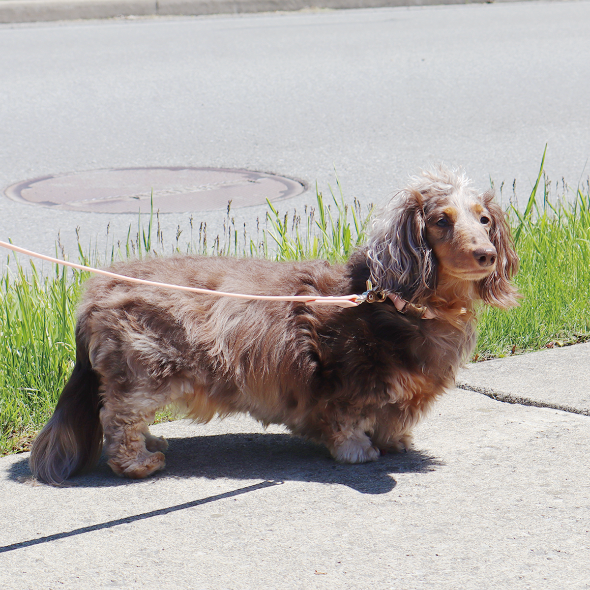 Waterproof Dog Leash | Navy