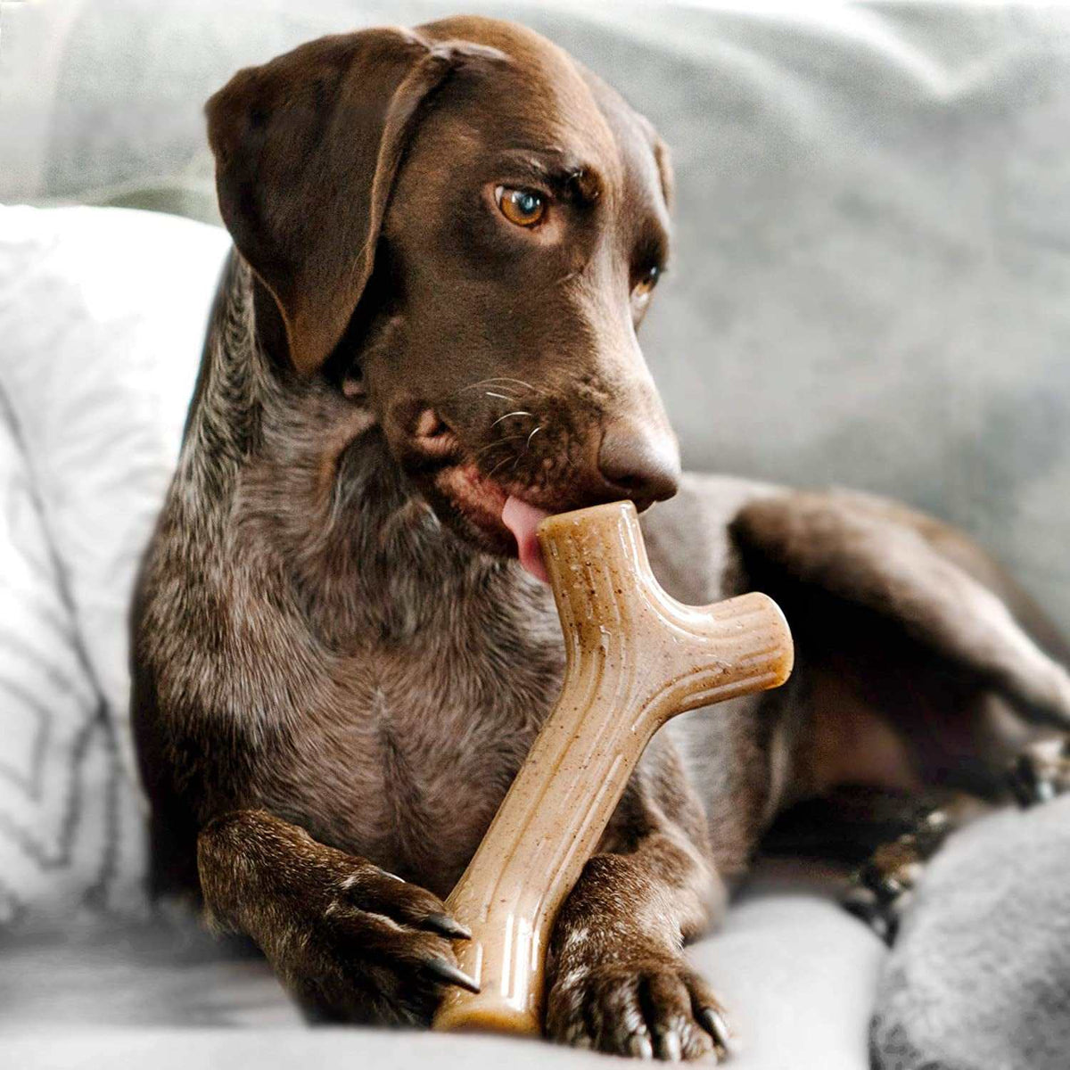 Maplewood Chew Toy for Aggressive Chewers