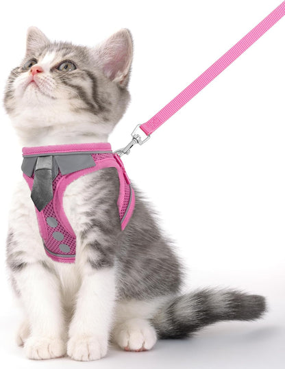 Kitten in pink harness with matching leash