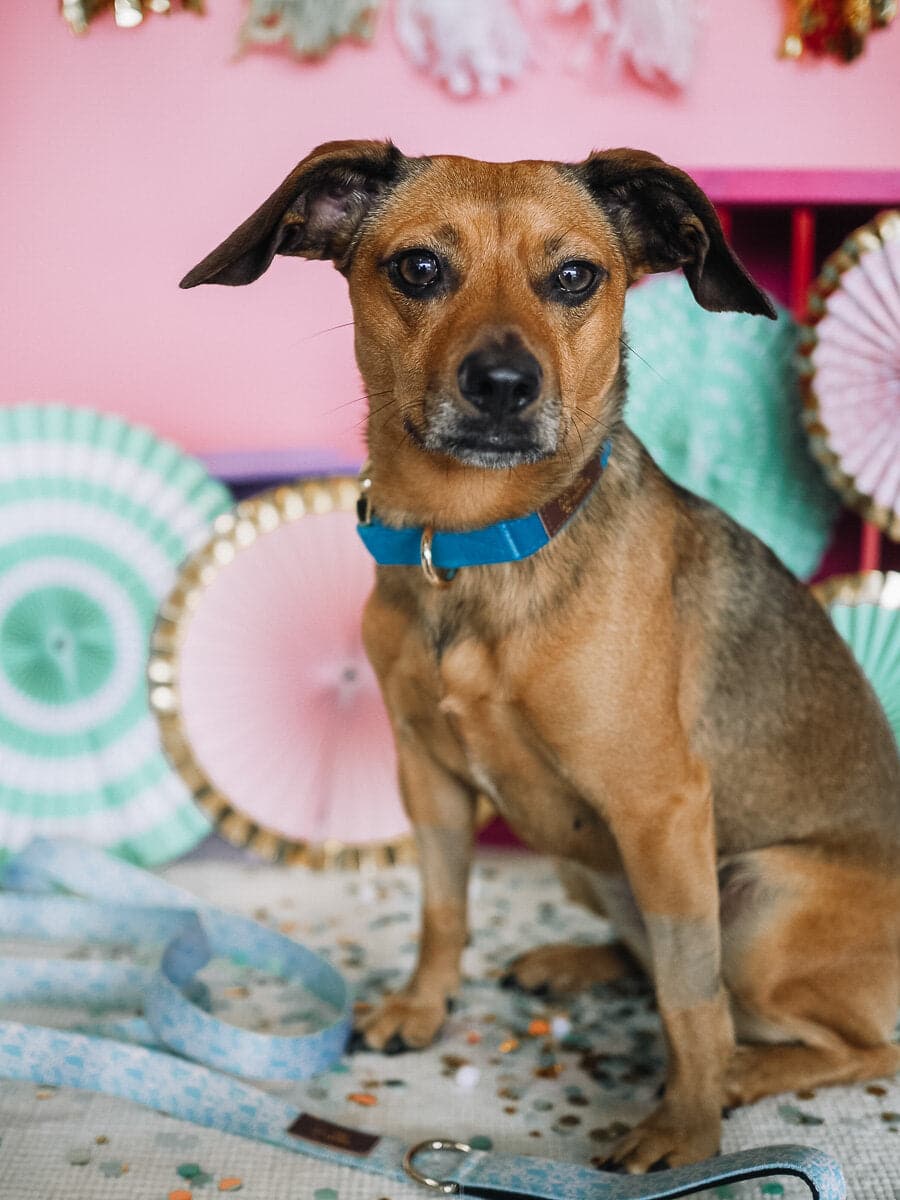 Mona dog leash — additional photo 2
