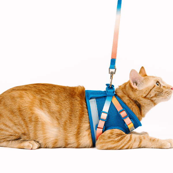 Atlas cat harness and leash set — additional photo 10