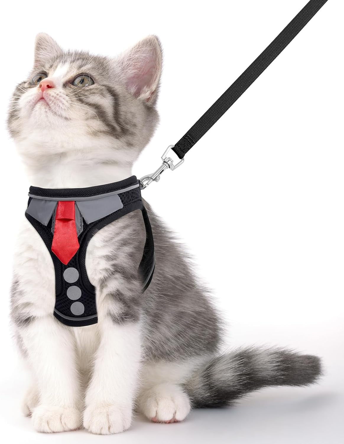 Kitten in black tie harness with leash, looking up