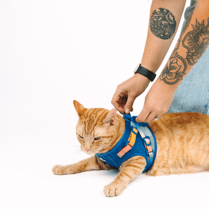 Atlas cat harness and leash set — additional photo 11
