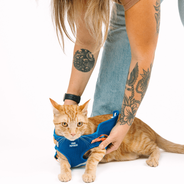 Atlas cat harness and leash set — additional photo 12
