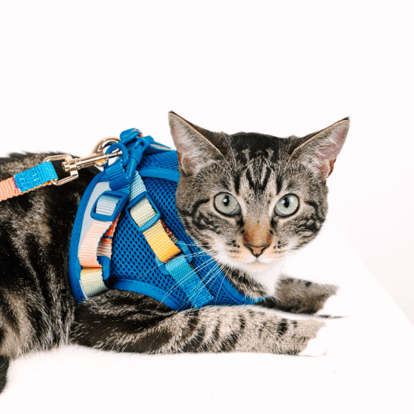 Atlas cat harness and leash set — additional photo 13