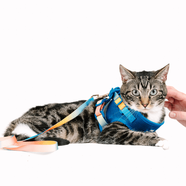 Atlas cat harness and leash set — additional photo 14