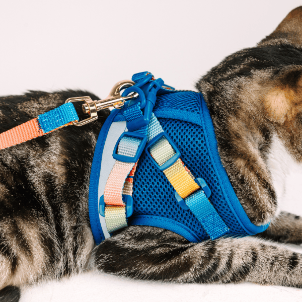 Atlas cat harness and leash set — additional photo 15