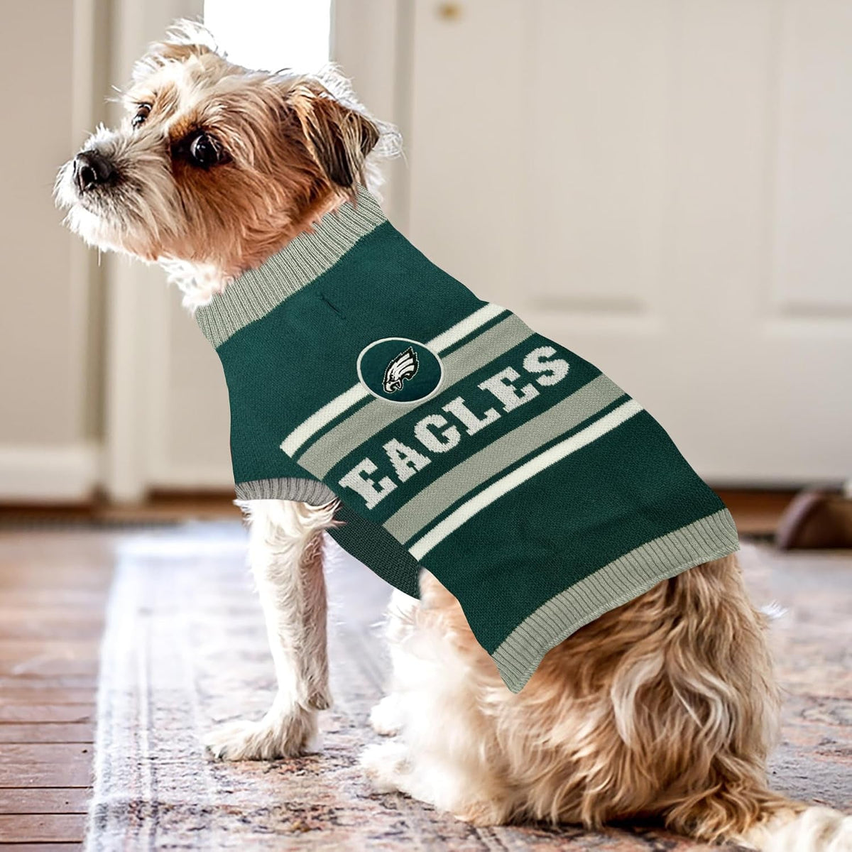 Small dog wearing Philadelphia Eagles sweater indoors
