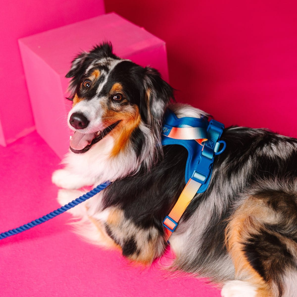 Atlas dog harness — additional photo 3
