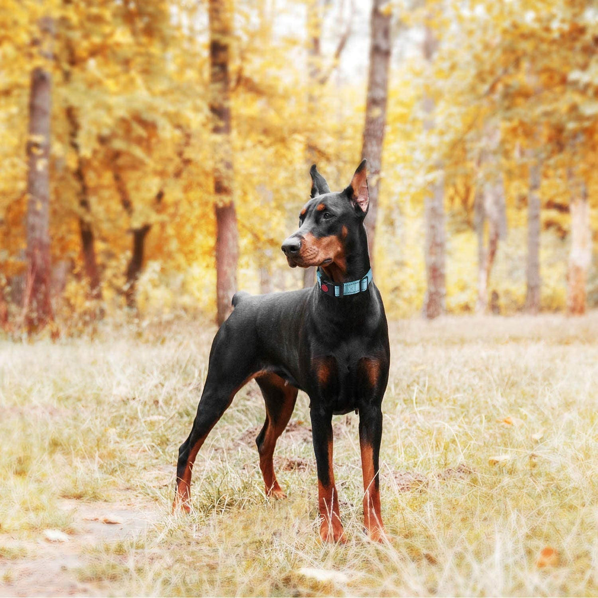 Dog Training Collars with Quick Release, 2 Pack