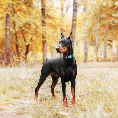 Dog Training Collars with Quick Release, 2 Pack