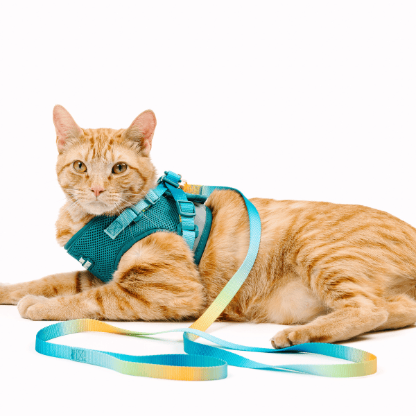 Joey cat harness and leash set — additional photo 4