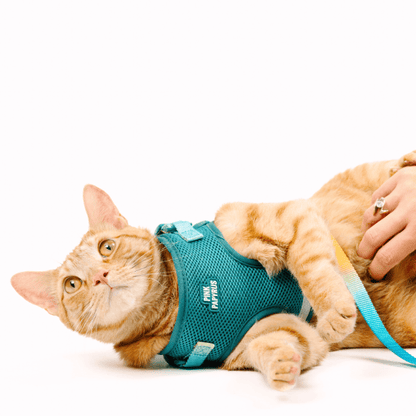 Joey cat harness and leash set — additional photo 5