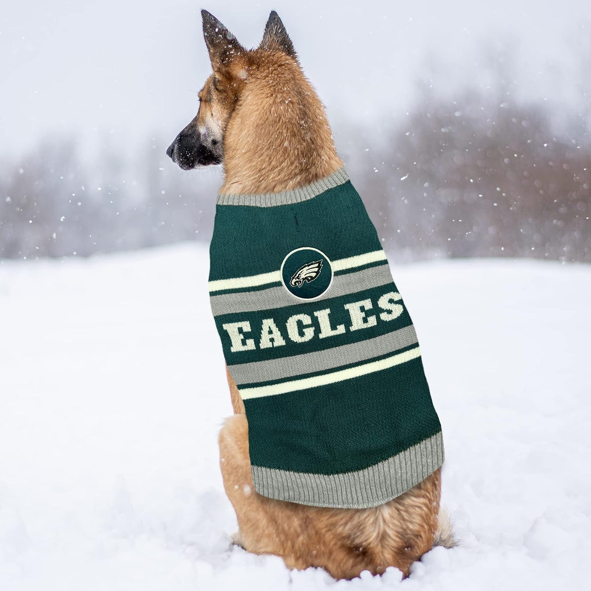 Dog wearing Philadelphia Eagles knit sweater in the snow