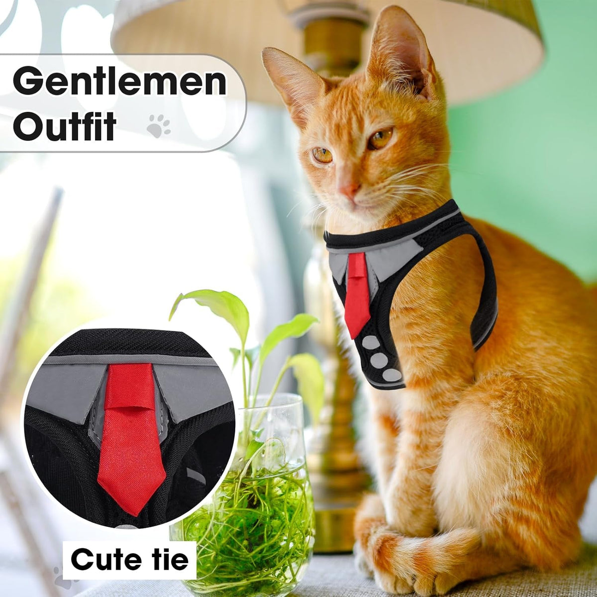Orange cat wearing gentleman-style harness with red tie