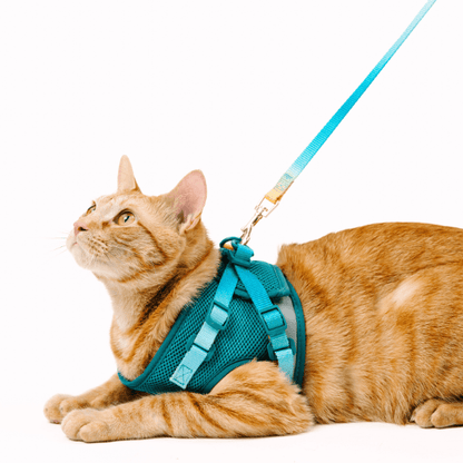 Joey cat harness and leash set — additional photo 6