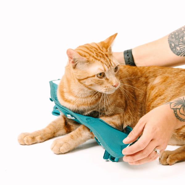 Joey cat harness and leash set — additional photo 7