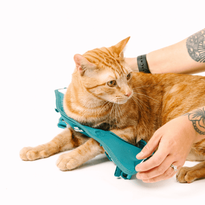 Joey cat harness and leash set — additional photo 7