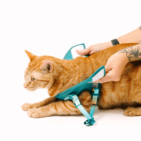 Joey cat harness and leash set — additional photo 8