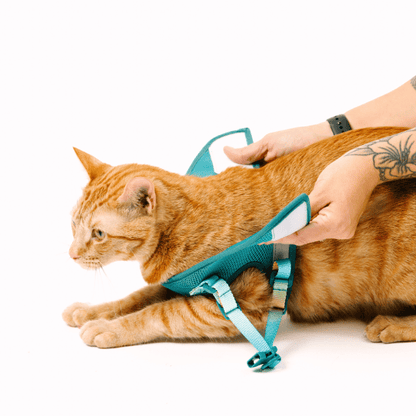 Joey cat harness and leash set — additional photo 8