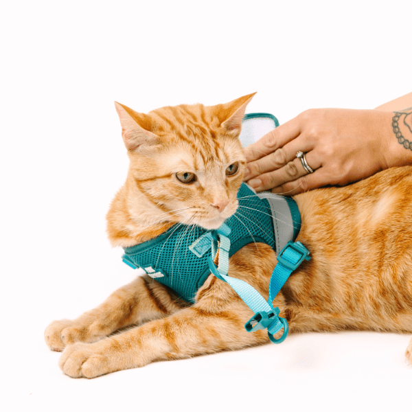 Joey cat harness and leash set — additional photo 9