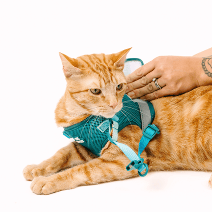 Joey cat harness and leash set — additional photo 9